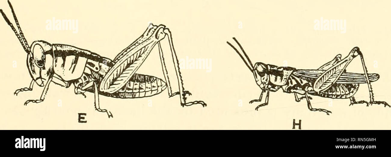 . Animal biology. Zoology; Biology. Fig. 190.—Life history of a hemimetabolous insect, a locust. A, oviposition. B, egg mass in the ground. (From Walton, Farmers' Bull. 747, U. S. Dept. Agr., A after Webster.) C to H, stages in the development of the red-legged locust, Melanoplus femur-rubrum De Geer. C, just hatched; D, after first molt; E. after second molt, showing beginning of wing pads; F, after third molt; G, after fourth molt; H, adult. C to G enlarged, H, natural size. (From Kellogg, &quot;American Insects,&quot; after Emerton, by the courtesy of Henry Holt &amp; CoTnpany.). Please not Stock Photo