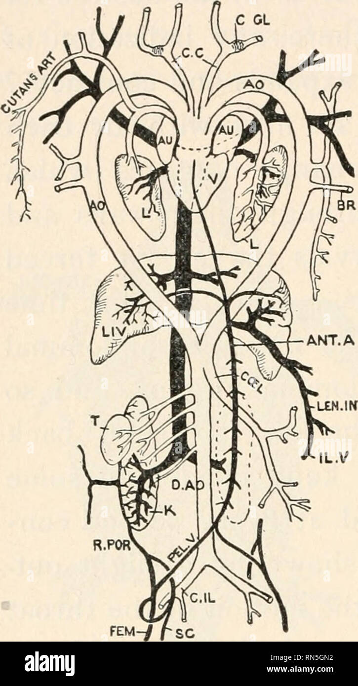 . Animal biology; Human biology. Parts II &amp; III of First course in biology. Biology. 136 ANIMAL BIOLOGY OL passes backward in the trunk, where it is united again to its' fellow. (Colored Fig. 2.) Both of the pulmonary veins, returning to the heart with pure blood from the lungs, empty into the left auricle. Veins with the impure blood from the body empty into the right auricle. Both the auricles empty into the ventri- cles, but the pure and impure blood are prevented from thoroughly mix- ing by ridges on the inside of the ventricle. Only in an animal with a four-chambered heart does pure b Stock Photo