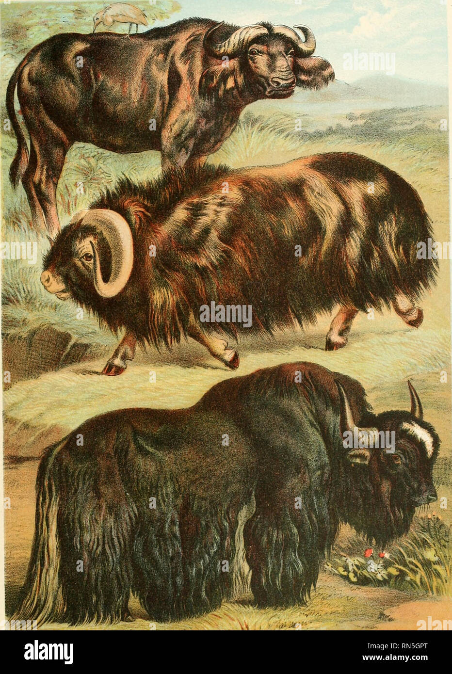The animal kingdom; based upon the writings of the eminent naturalists,  Audubon, Wallace, Brehm, Wood and others. Mammals. CAPE BUFFALO MUSK OX YAK  PLATE XLVl UNGULATA. Please note that these images