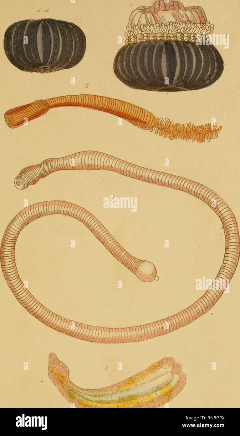 alamy
