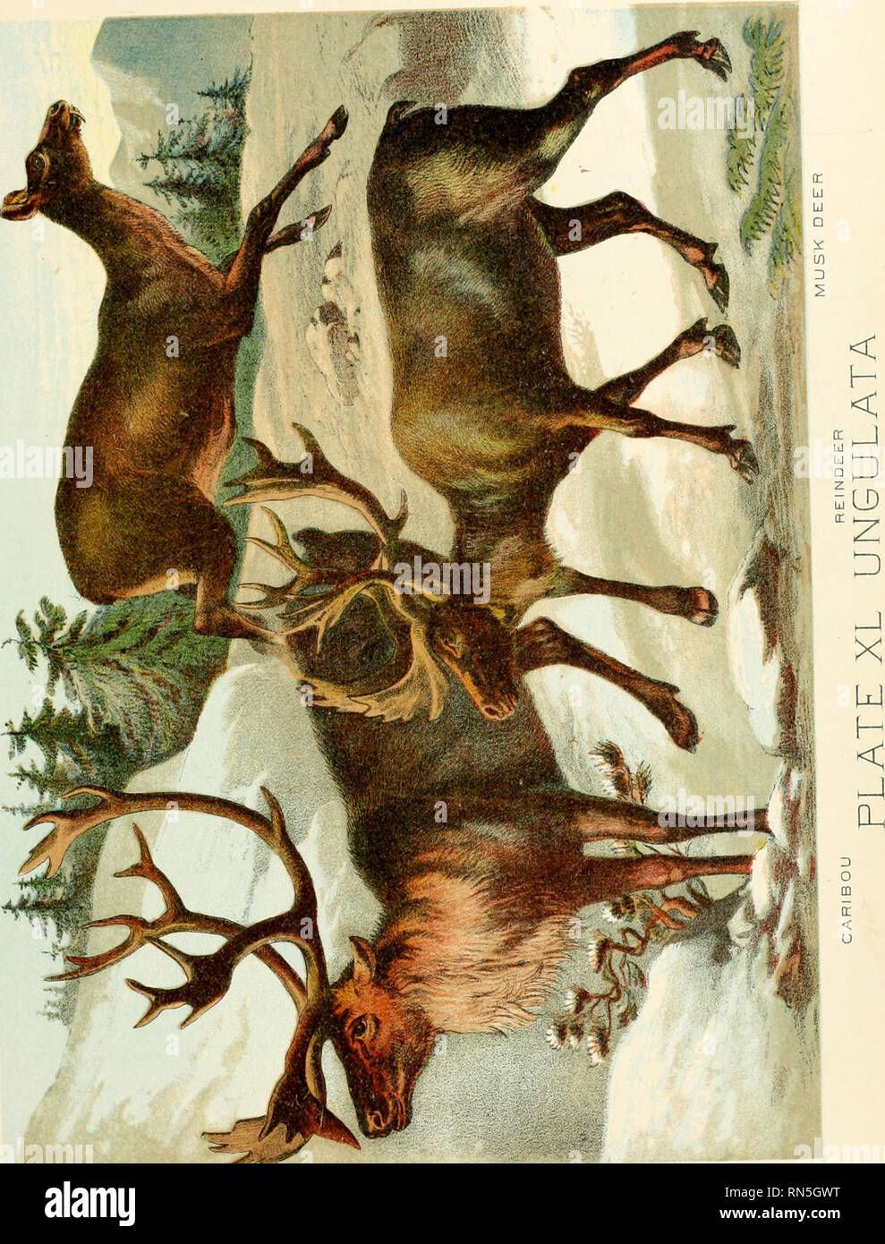 https://c8.alamy.com/comp/RN5GWT/the-animal-kingdom-based-upon-the-writings-of-the-eminent-naturalists-audubon-wallace-brehm-wood-and-others-mammals-please-note-that-these-images-are-extracted-from-scanned-page-images-that-may-have-been-digitally-enhanced-for-readability-coloration-and-appearance-of-these-illustrations-may-not-perfectly-resemble-the-original-work-craig-hugh-new-york-johnson-amp-bailey-RN5GWT.jpg