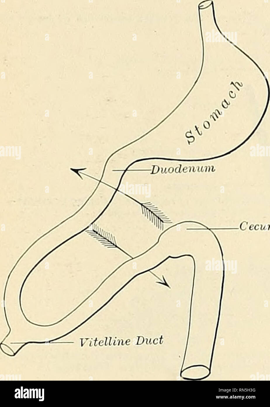 . Anatomy, descriptive and applied. Anatomy. THE PERITONEUM 1251 of the