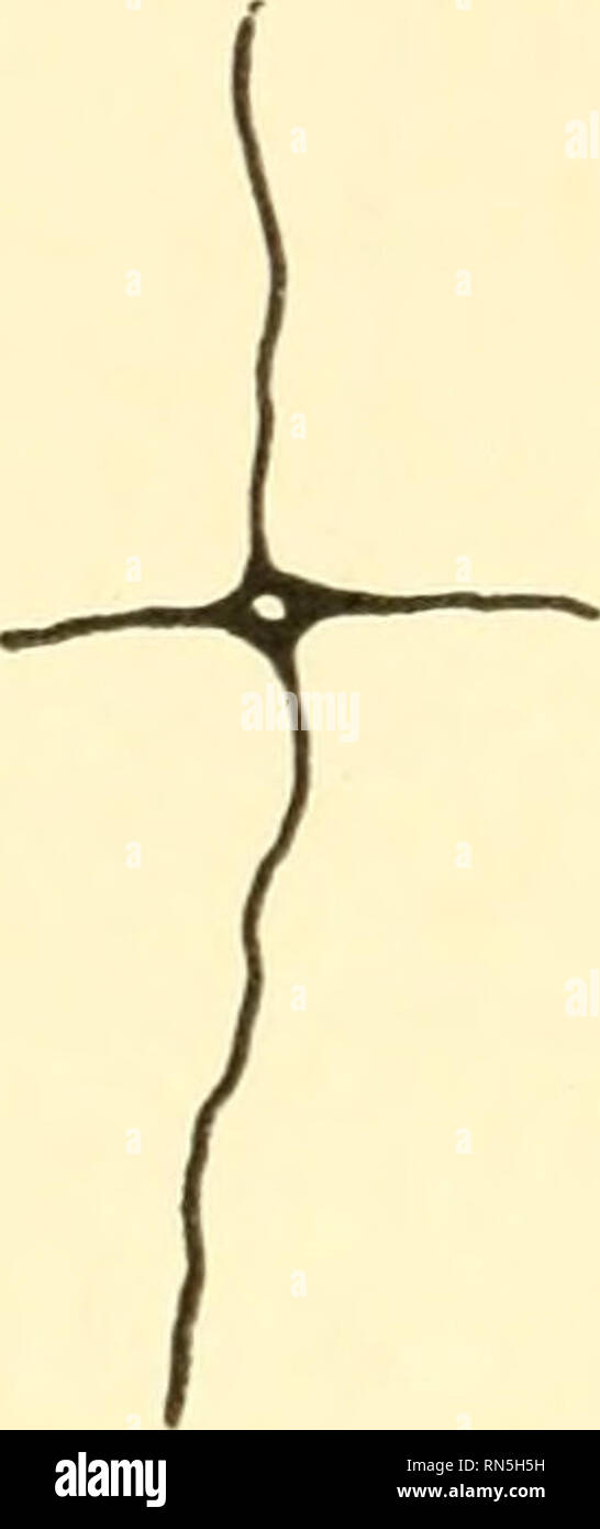 Animal biology. Biology; Zoology; Physiology. 200 ANIMAL BIOLOGY forms these cells are apparently united so that they form nerve nets which surround and permeate the tissues which they stimu- late to Animal biology. Biology; Zoology; Physiology. 200 ANIMAL BIOLOGY forms these cells are apparently united so that they form nerve nets which surround and permeate the tissues which they stimu- late to