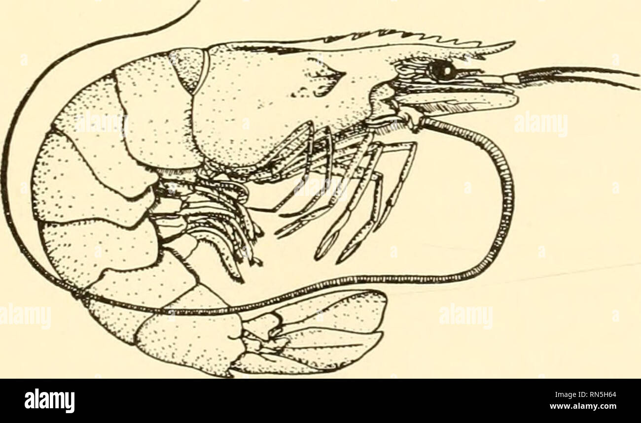 . Animal biology. Zoology; Biology. Fig. 174.—The developmental stages in the life history of a shrimp, Penaeus sp. A, nauplius stage. B, protozoaea stage. C, zoaea stage. D, mysis stage. Highly magnified. {From Lang, &quot; Text-hook of Comparative Anatomy,&quot; after Fritz Milller.). Fig. 175. -An adult shrimp, Penaeus semisulcatus. X M- Zoology,&quot; after de Haan.) {From. Huxley, &quot;The Study of Because of this correspondence, which seems to show in the higher forms a succession of stages recapitulating ancestral conditions, the biogenetic law has also been termed the law of recapitul Stock Photo