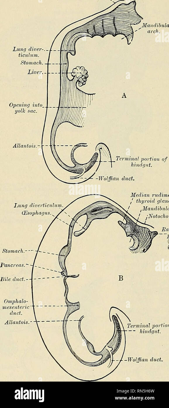 Anatomy, descriptive and applied. Anatomy. 1248 THE ORGANS OF DIGESTION In  its course from the head to the tail the primitive alimentary canal is held  to the body axis (notochord) by