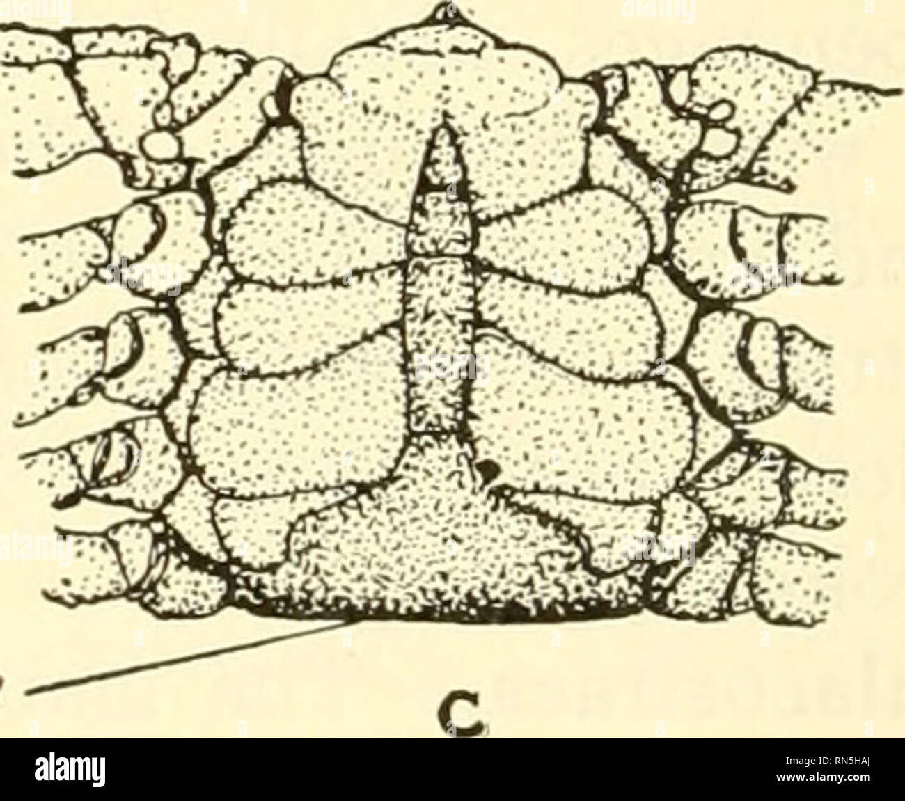 . Animal biology. Zoology; Biology. Abdomen Fig. 169.—The blue or edible crab of the Atlantic coast, Callinectes sapidus Rathbun. From preserved specimens. A, upper surface. X 3^. B, under surface of female to show breadth of abdominal metameres between which and the thorax the eggs are carried, attached to the swimmerets. X M- C, under surface of body of male to show the narrowness of abdominal metameres. X M- first glance appear to be unnaturally active snails, but which on examina- tion prove to be snail shells containing young hermit crabs. Sometimes these snail shells also bear other anim Stock Photo