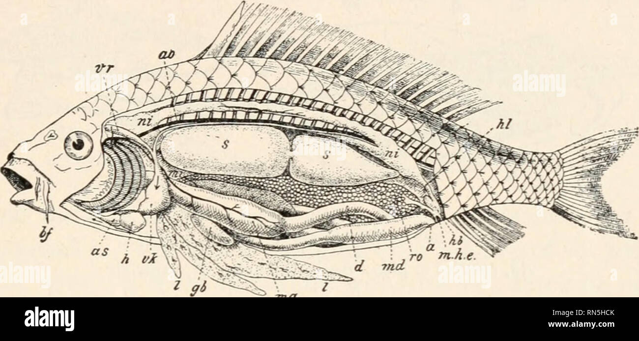 Animal Biology Human Biology Parts Ii Amp Iii Of First Course In Biology Biology Fishes 117 Liver Large Or Small Simple Or Lobed The Spleen Mi Fig 220 Lies In A
