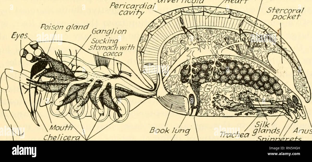 . Animal biology. Zoology; Biology. Chelicera aw Fig. 194.—Front view ...
