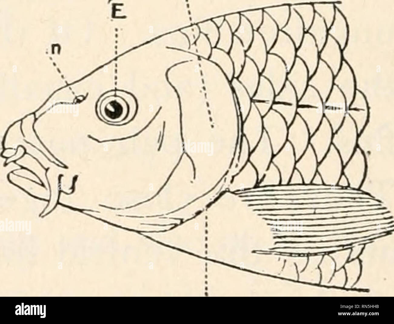 Animal biology; Human biology. Parts II &amp; III of First course in  biology. Biology. FIG. 210. — BLACKBOARD OUTLINE OF FISH. the fish  immovable, slightly movable, or freely movable ? Can
