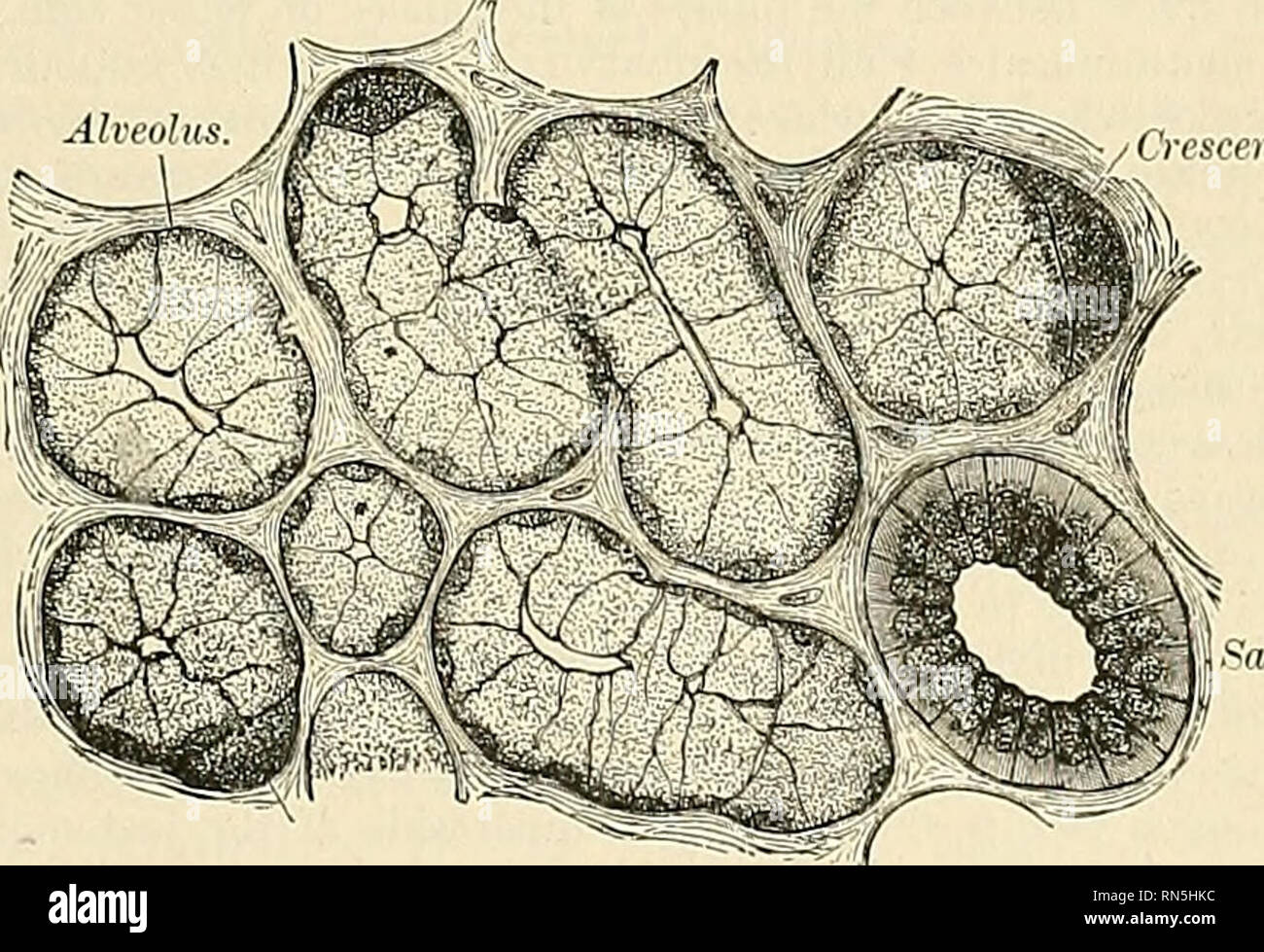 . Anatomy, descriptive and applied. Anatomy. THE FiALIVARY GLANDS 1227
