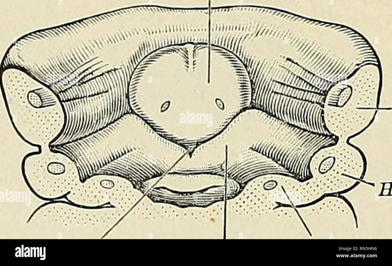 . Anatomy, descriptive and applied. Anatomy. Mandibular arch. ?Hyoid arch. Entrance to larynx. Fig. 956.—The floor of the pharynx of a human embryo about twenty-three days old. X 30. (From His.) Applied Anatomy.—The diseases to which the tongue is liable are numerous, and its ap- plied anatomy is of importance, since any or all the structures of which it is composed—muscles, connective tissue, mucous membrane, glands, vessels, nerves, and lymphatics—may be the seat of morbid changes. It is not often the seat of congenital defects, though a few cases of vertical cleft have been recorded, and it Stock Photo