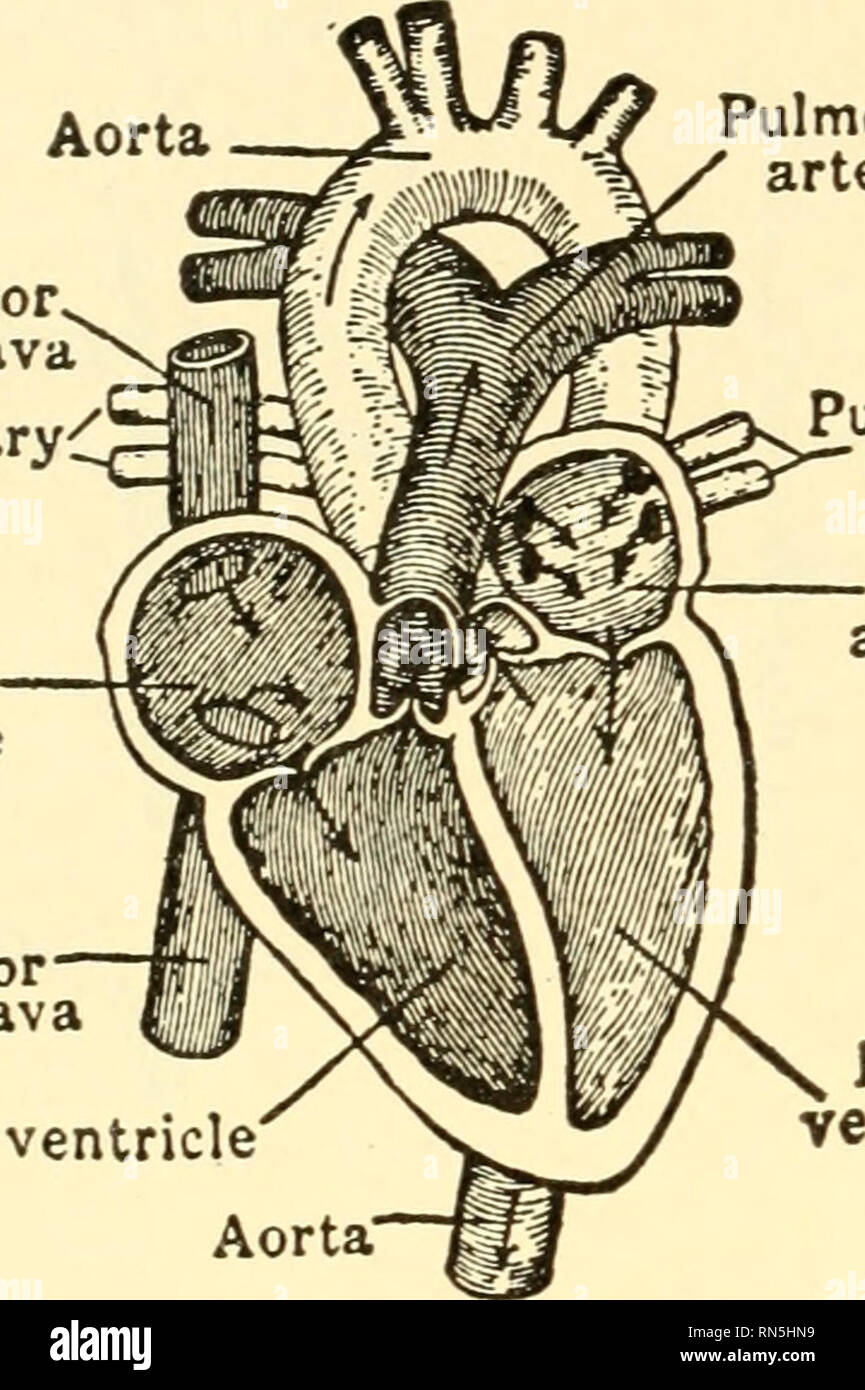 Animal biology. Biology; Zoology; Physiology. 176 ANIMAL BIOLOGY Aorta passes through a series of vessels that, if they could be arranged continuously, would, it has been estimated, encircle the Earth! The Animal biology. Biology; Zoology; Physiology. 176 ANIMAL BIOLOGY Aorta passes through a series of vessels that, if they could be arranged continuously, would, it has been estimated, encircle the Earth! The