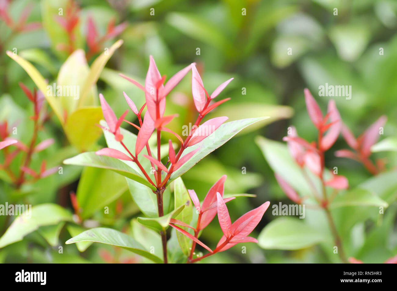 Australian rose apple or brush cherry or creek lily pilly plant Stock