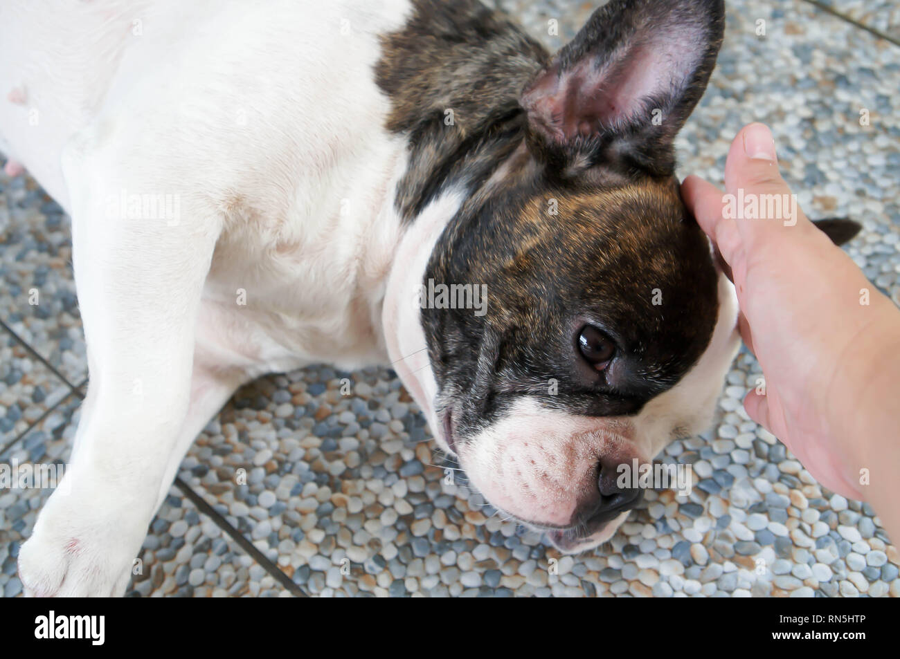 tame French bulldog or someone is touching a dog Stock Photo Alamy