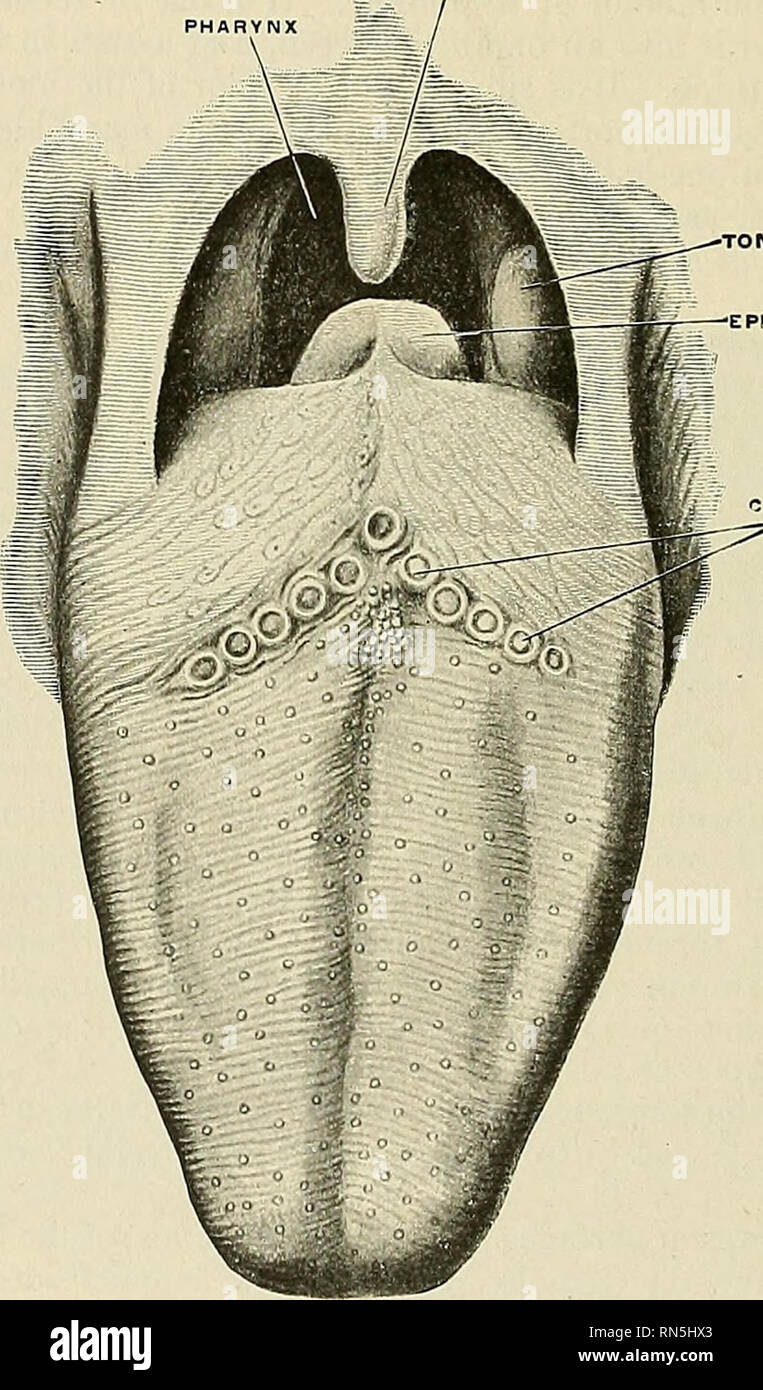 Tongue Under Foreskin