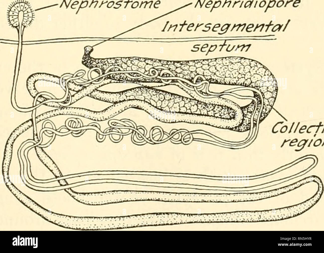 Animal Biology Zoology Biology Prostorvi Um Moufh Serves Buccal Cav Y Suprapharyry Eal Phary X Hecfrfs Fsophagfecf Pouch Ccr C Feroa3 G Anc S Esophagus Crop Gizzarcf N F Es F E Dorsa B Ood Vesse Fig 146 Diagrammatic Representation Of