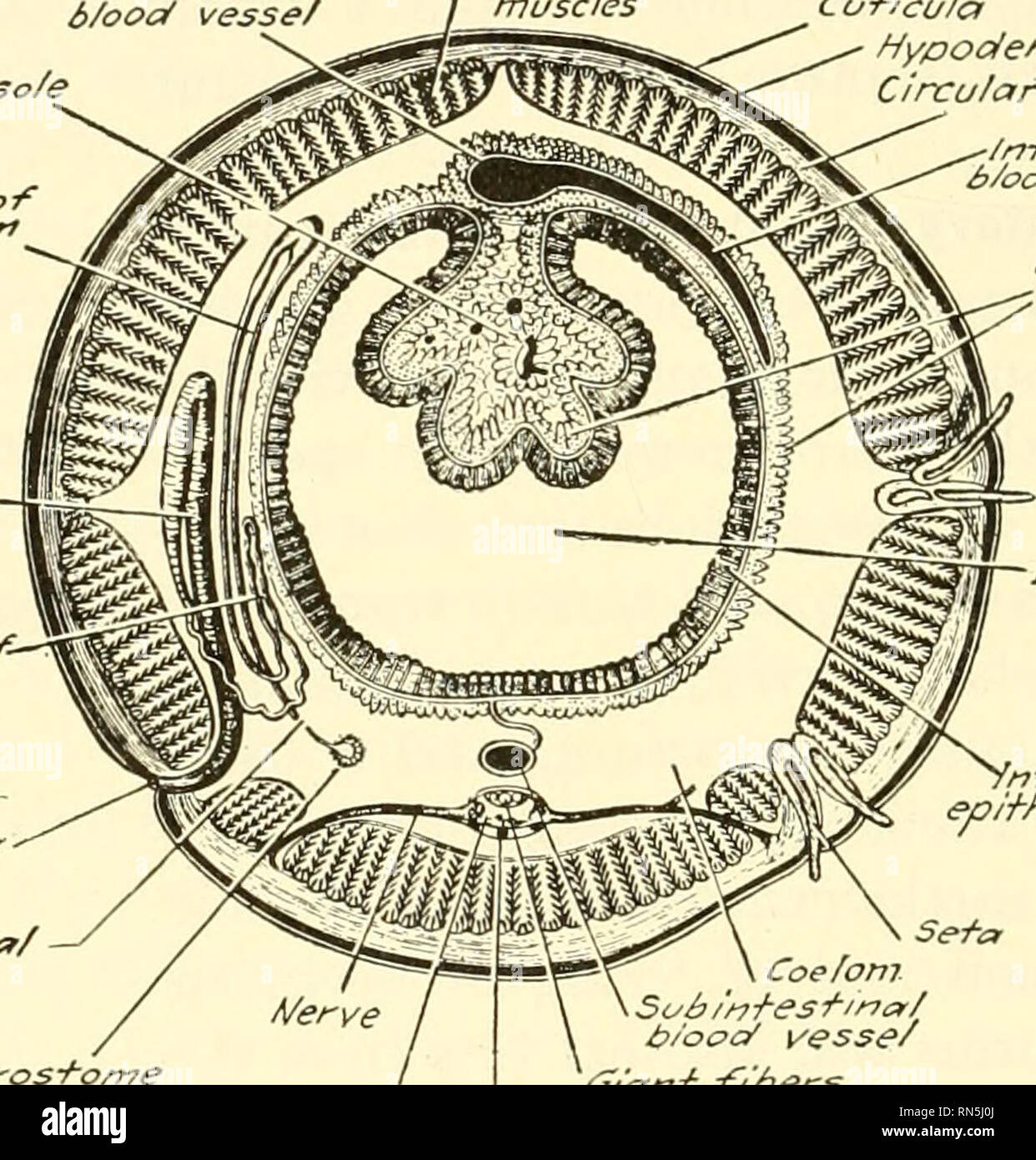. Animal biology. Zoology; Biology. 236 METAZOAN PHYLA the vessels ...
