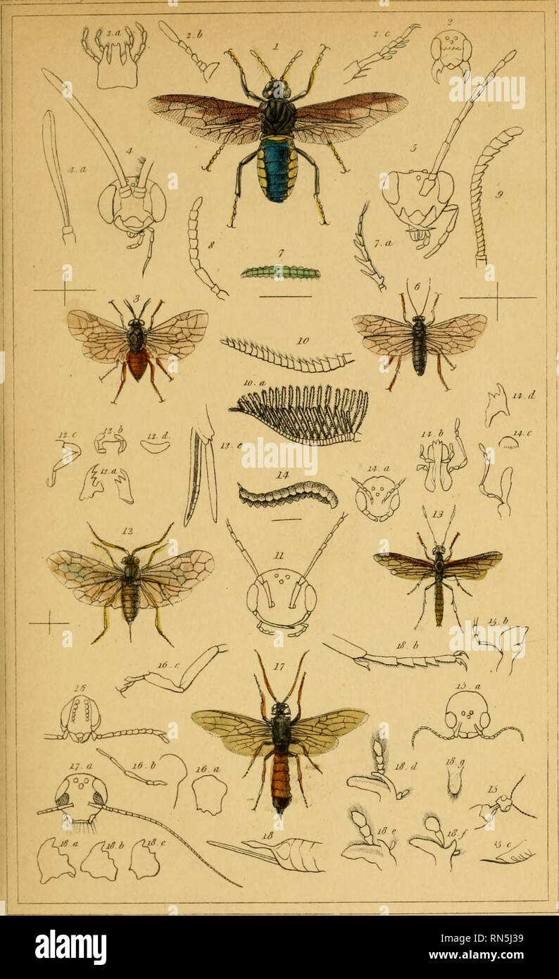 The animal kingdom, arranged according to its organization, serving as a  foundation for the natural history of animals : and an introduction to  comparative anatomy (Vol. 4). Zoology. il Einqdom rii.u'rl-,t.ri.l4.