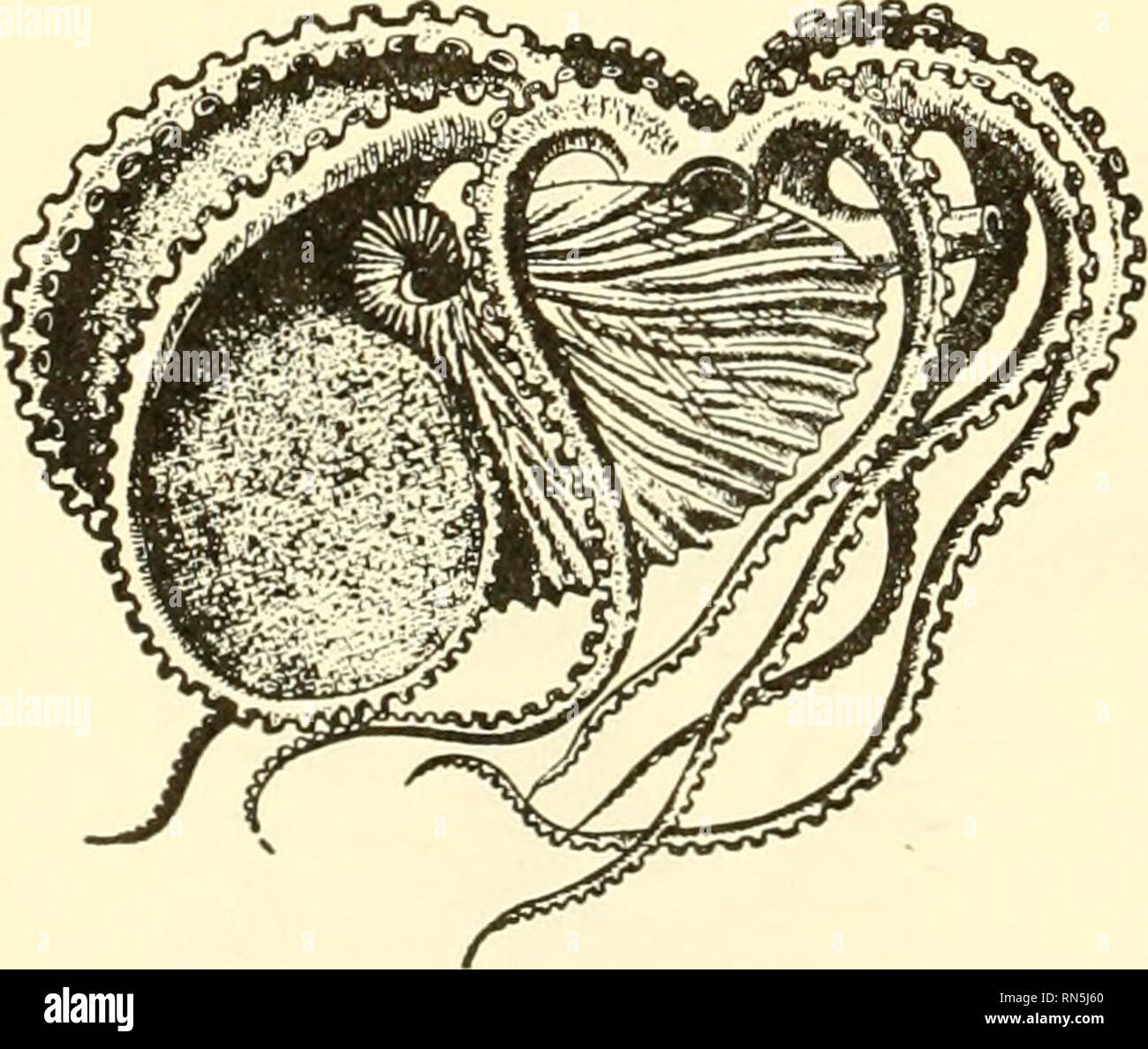 . Animal biology. Zoology; Biology. 3/phuncle She// masc/e A^arrHe Parf/Won befweer? chambers Fig. 139.—A female chambered nautilus. {From Hertwig and Kingdey, &quot;Manual oj Zoology,&quot; after Ludwig and Leunis, by the courtesy of Henry Holt &amp; Company.) The shell is bisected, but the animal is not. past been occupied by the animal, but which has been deserted as it and the shell have grown larger. The animal lives in the outermost compartment. The partitions are concave toward the mouth of the shell. These compartments are stated to be filled with gas, which gives buoyancy to counterac Stock Photo