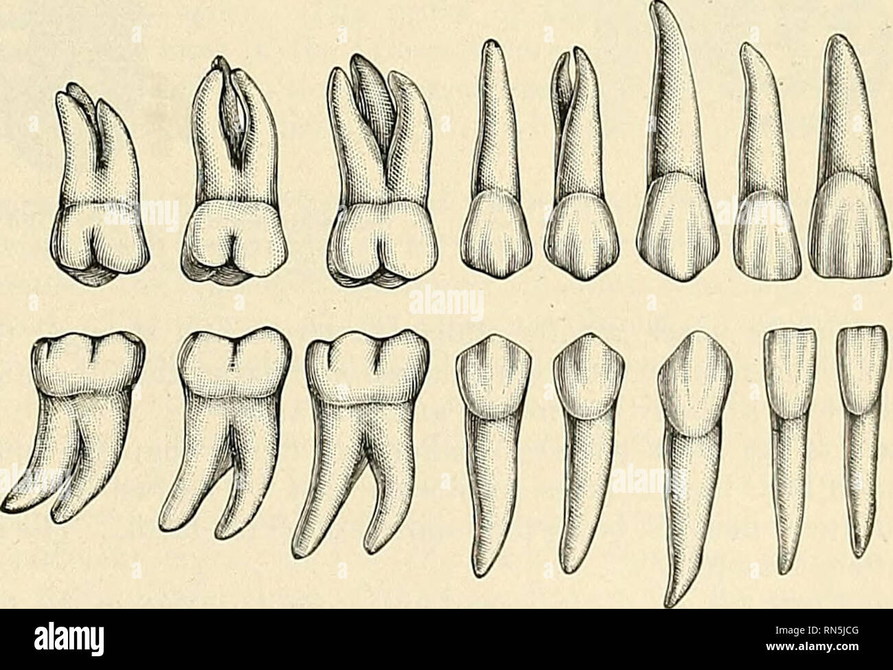 . Anatomy, descriptive and applied. Anatomy. Fig. 927.—Deciduous teeth ...