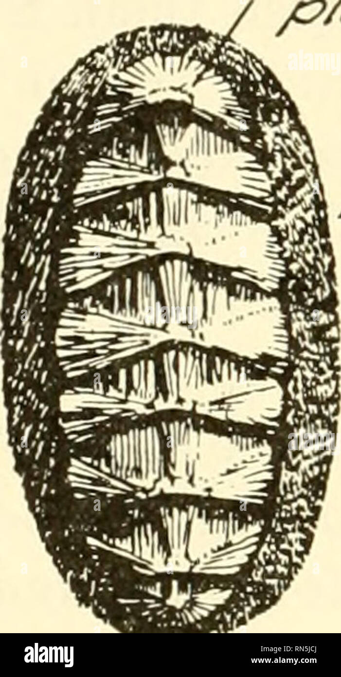 . Animal biology. Zoology; Biology. 222 METAZOAN PHYLA the mantle is