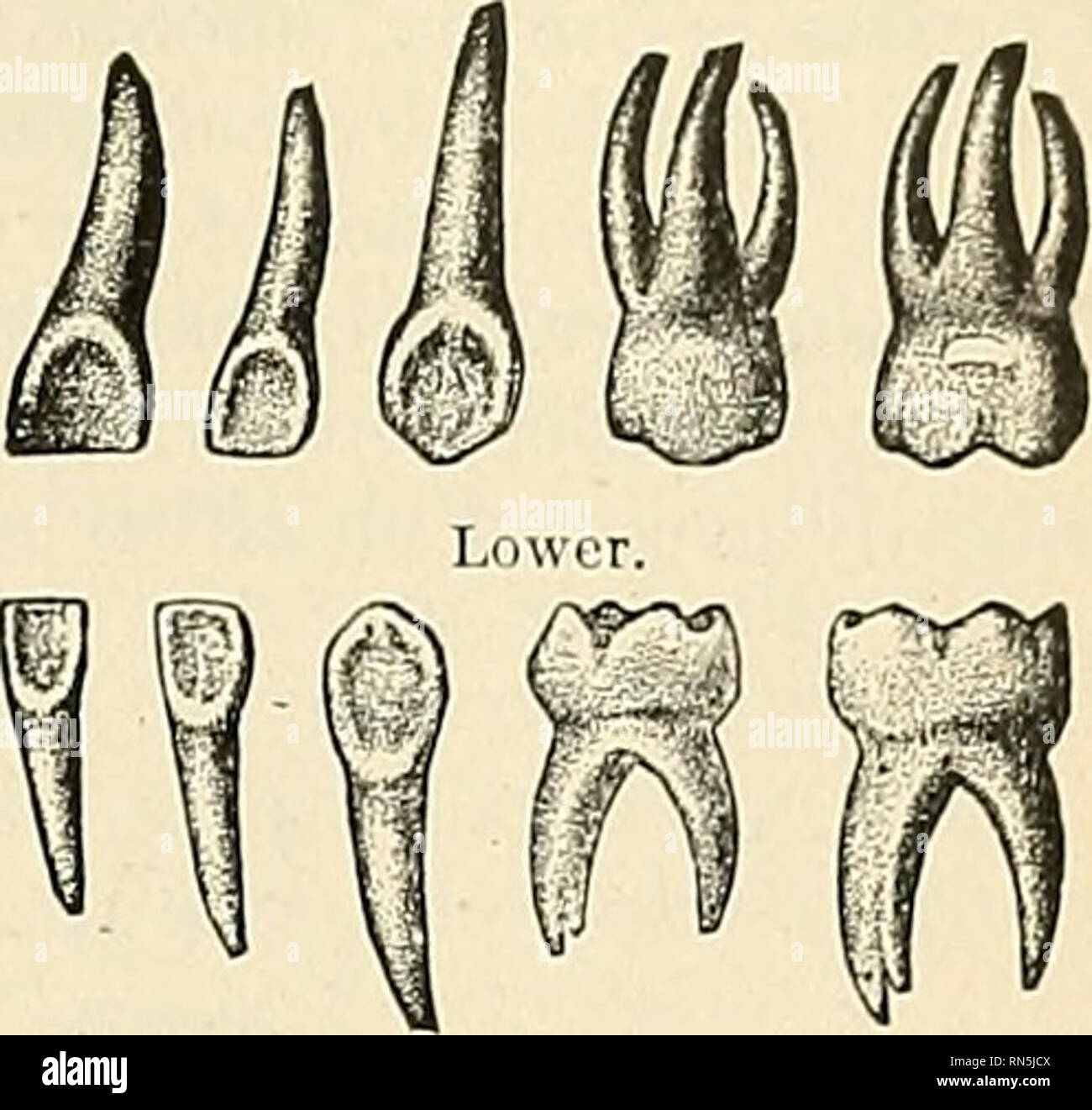 . Anatomy, descriptive and applied. Anatomy. Fig. 026.—Deciduous teetli