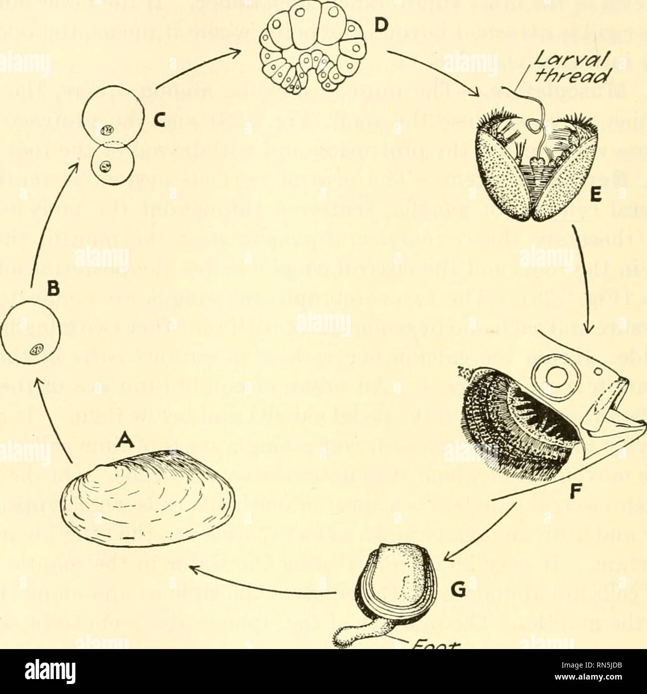 . Animal biology. Zoology; Biology. 218 METAZOAN PHYLA body through the dorsal siphon and are