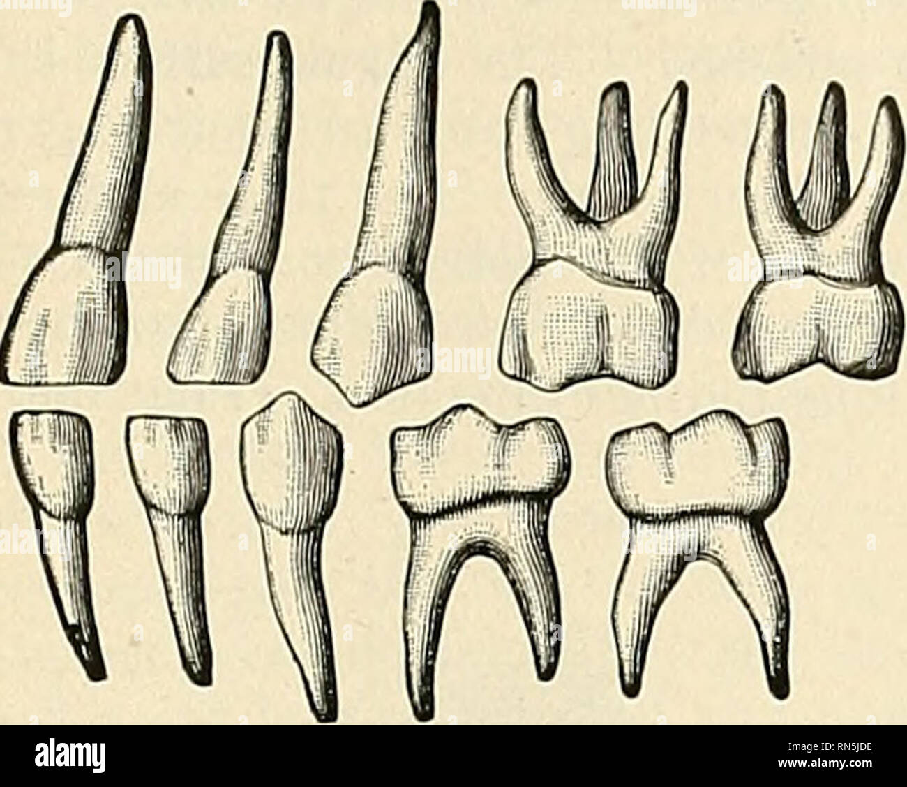 . Anatomy, descriptive and applied. Anatomy. THE MOUTH, ORAL OH BUCCAL