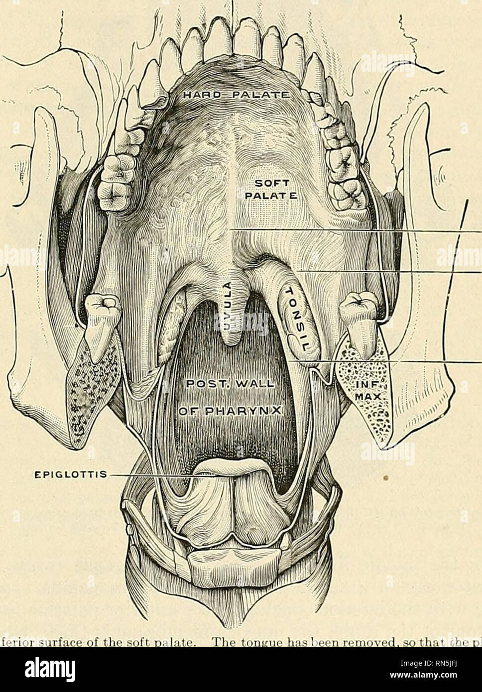Alveolar arches hi-res stock photography and images - Alamy