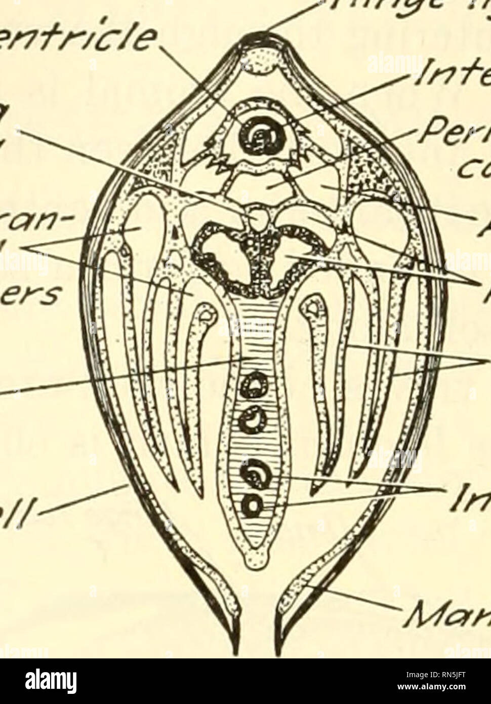 . Animal biology. Zoology; Biology. 214 METAZOAN PHYLA together. A