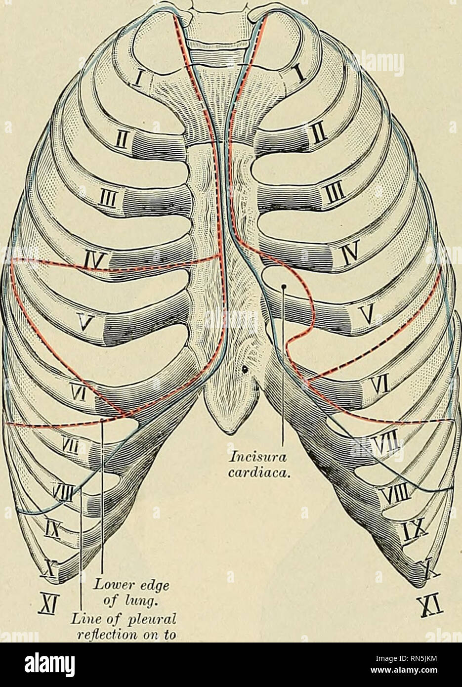 lung anatomy fissures