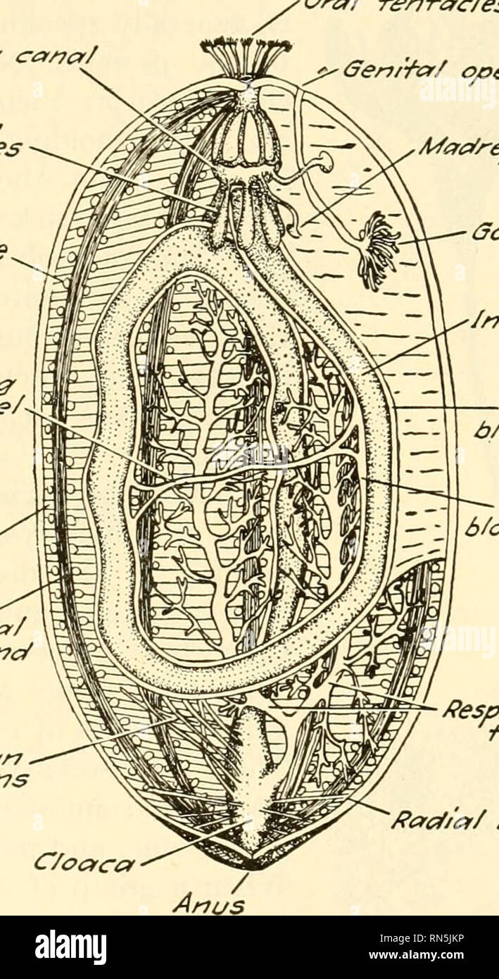 . Animal biology. Zoology; Biology. P/n^ cai/7a/ Pc&gt;//fT/7 ves/c/es Gen/-^/ o, Ampu/Zae lOf7^/'-/-ac///-?ar/ musc/e banc/ Cov/'e-/'/crr7. ^«V7//^ rl '^i/^^^^^por/'-^e Gonard ;7 ^/n-/-esf/ne — b/ooof vessel Venfrenf b/ooo/ vessef ^^^^- Pesp/'ra-Z-ory tree Paef/'a/ musc/es Fig. 121. Fig. 122. Fig. 121.—A sea cucumber, Cucumaria planci Brandt, from the Mediterranean. From a preserved specimen. X /s- Fig. 122.—Diagram of the internal anatomy of a sea cucumber representing the animal laid open and the wall of the body turned to each side. bearing smaller pinnules arranged like the barbs o Stock Photo