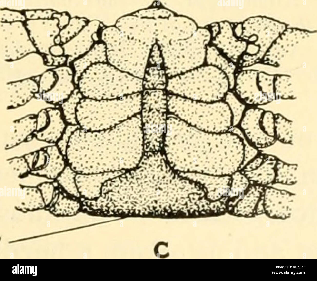 . Animal biology. Zoology; Biology. Abdomen Fig. 159.—The blue or edible crab of the Atlantic coast, Callinectes sapidus Rathbun. From preserved specimens. A, upper surface. X J^. B, under surface of female to show breadth of abdominal metameres between which and the thorax the eggs are carried. C, under surface of body of male to show the attached to the swimmerets. X yo narrowness of abdominal metameres. Xl first glance appear to be unnaturally active snails, but which on examina- tion prove to be snail shells containing young hermit crabs. Sometimes these snail shells also bear other animal Stock Photo