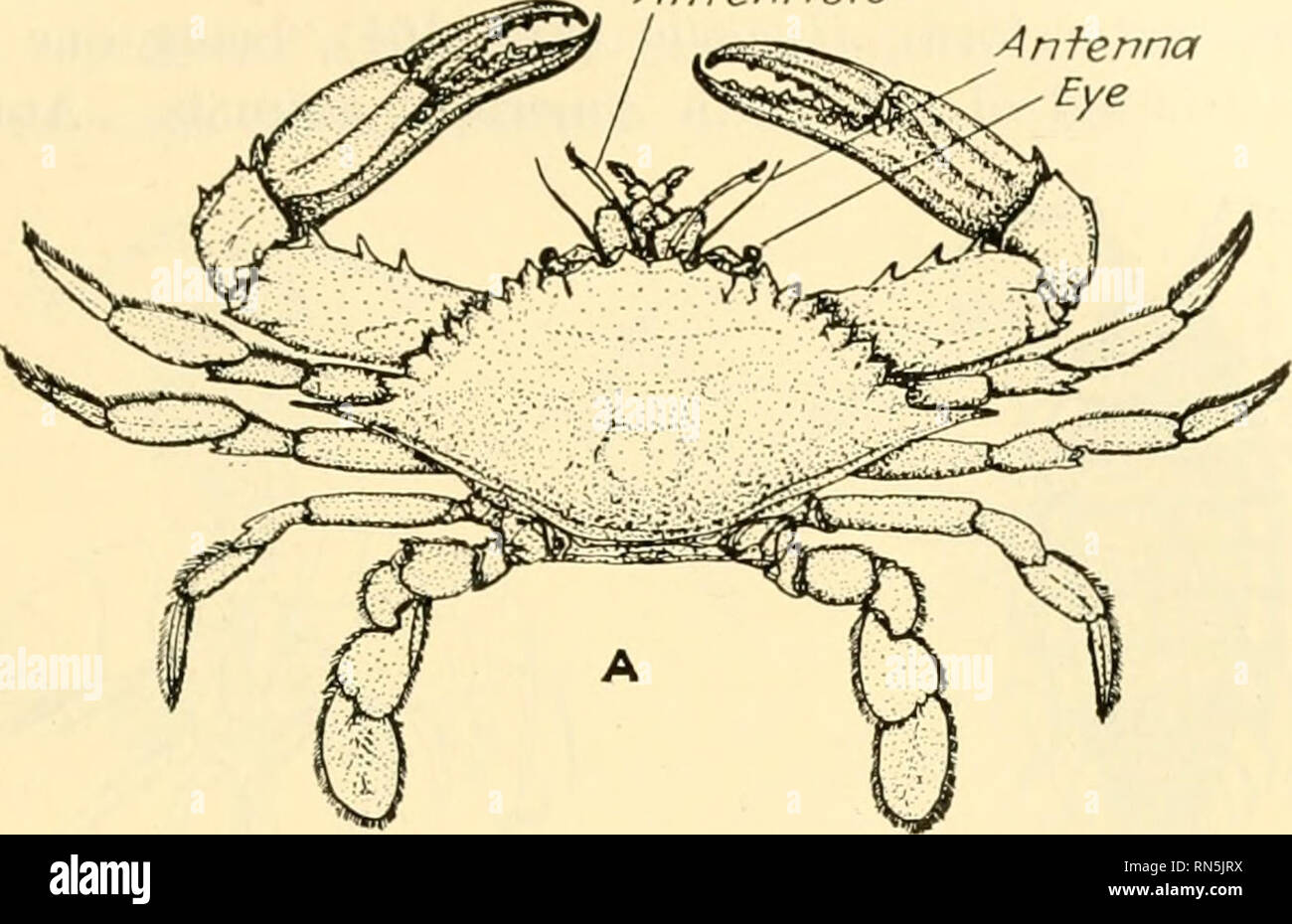 Animal Biology Zoology Biology Crustacea 261 And Other Objects For Safety When The Tide Goes Out Other Larger Crabs Including The Edible Ones Find It Less Easy To Hide And Follow