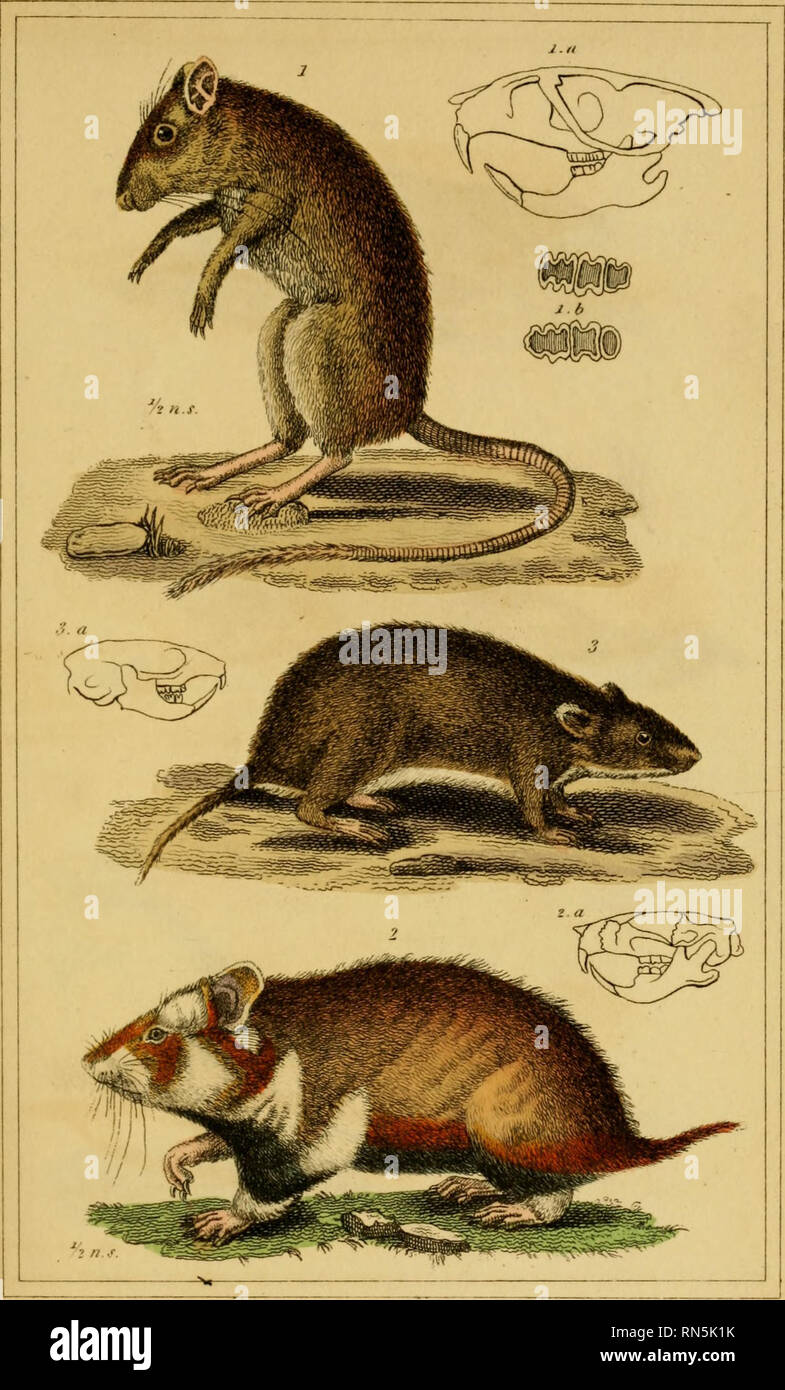 The animal kingdom, arranged according to its organization, serving as a  foundation for the natural history of animals : and an introduction to  comparative anatomy (Vol. 1). Zoology. J/timal Ifin^dom. Mammalia.