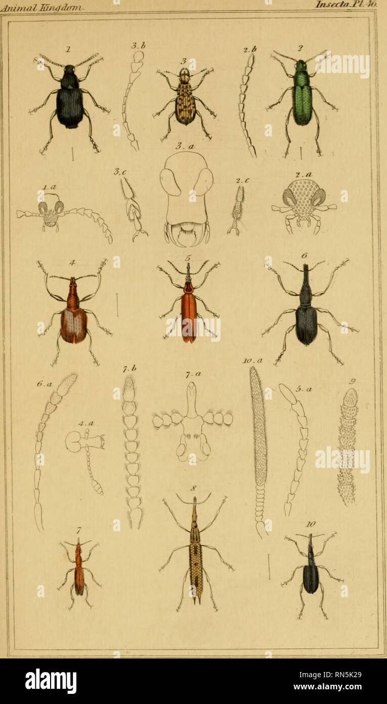 The Animal Kingdom Arranged According To Its Organization