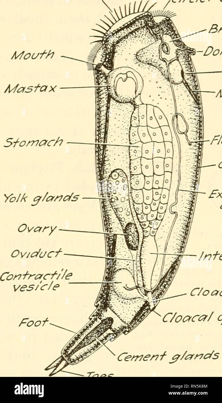 . Animal biology. Zoology; Biology. . -Dors^f/ fee/er Eye spot A/fa3c/es Flcume ce/l Cuf/cu/a Fxcrefory cfucf C/oaccf Cewe/r/' ^/a/^c/s •Toes Fig. 100. Fig. 99. Fig. 99.—Philodina roseola Ehrenberg. Not a typical rotifer, but one of the first types studied by microscopists; the ciliated discs on the head of the organism suggested the name rotifer. It both creeps and swims. A common American species. {From Jennings, in Ward and Whipple, ''Fresh-water Biology,&quot; after Weber, by courtesy of John Wiley &amp; Sons, Inc.) X 300. Fig. 100.—Diagram of a rotifer in section to show internal structu Stock Photo