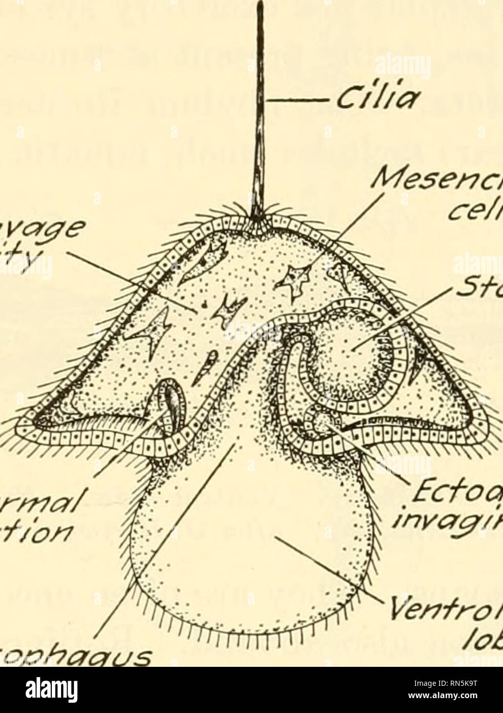 Proboscis worms hires stock photography and images Alamy