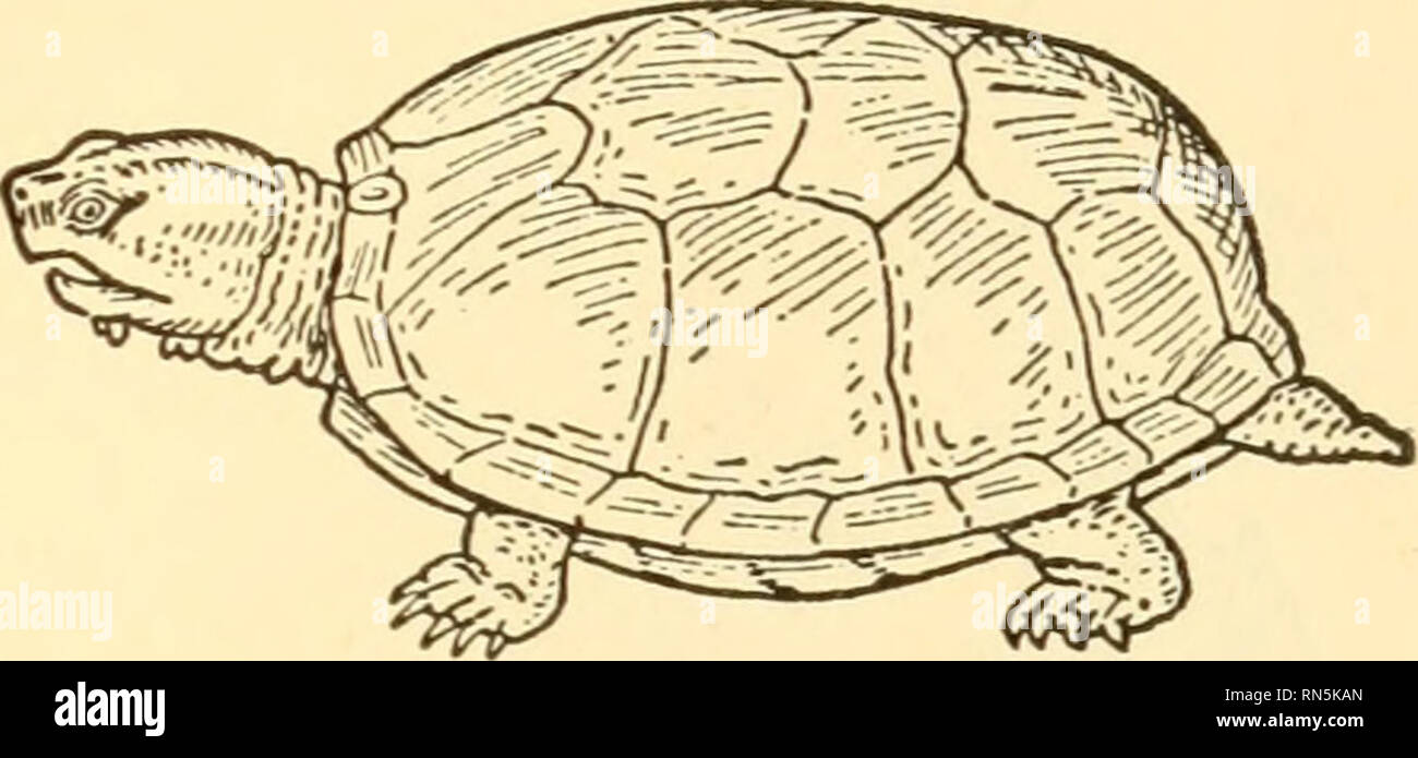 . Animal biology. Biology; Zoology; Physiology. G D Fig. 80. — Turtles. A, Box Tortoise enclosed within carapace and plastron; B, Tortoise-shell Tortoise, Eretmochelys imbricata; C, Snapping Turtle, Chelydra serpentina; D, Mud Turtle, Cinosternum pennsylvanicum. (A from Bamford; B, C, D from Newman, after Lydekker.) bill, or Tortoise-shell, Turtle. Probably the protective shell also, in part, accounts for the fact that the jaws of Turtles and Tor- toises are toothless. Neverthless, many can inflict severe wounds — witness the beaked jaws of the Snapping Turtle. (Fig. 80.) 2. Crocodiles and All Stock Photo