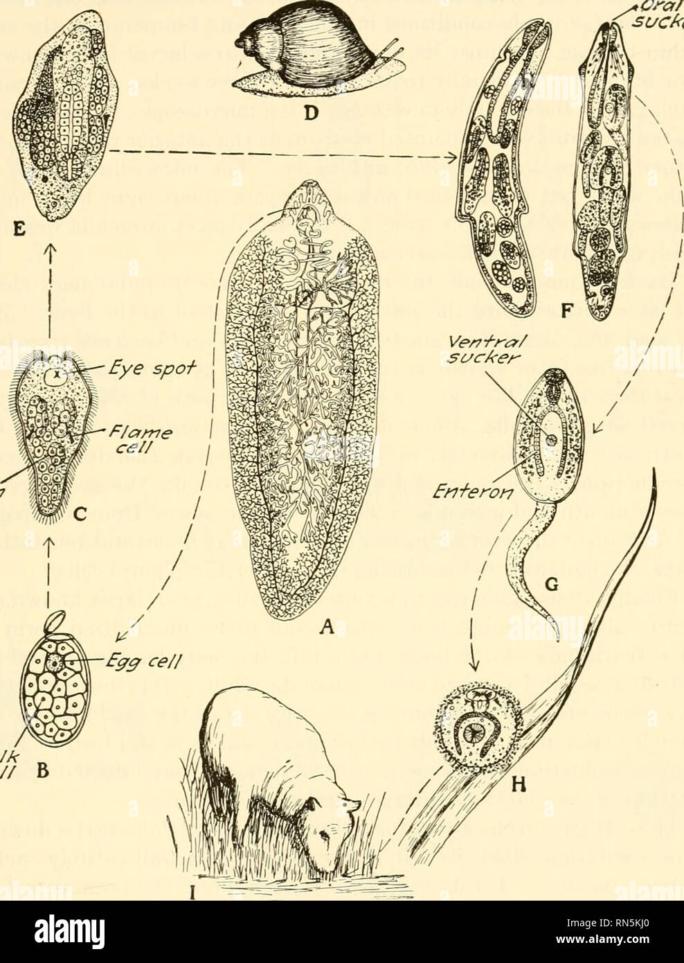 . Animal biology. Zoology; Biology. PARASITISM 173 202. Life History of the Sheep Liver Fluke.—The egg cell is produced in the ovary of the fluke and is passed into the oviduct where it is fertilized. Ora/ ce/Zs. Yo/k „ &lt;re// B Fig. 85.—Diagram of the life history of a sheep liver fluke. A, the adult fluke, Fasciola hepatica, in bile duct of sheep. B, egg, much enlarged (hatches in water). C, the mira- cidium, enlarged (free swimming). D, Lymnaea (Galba) bulimoides, a snail, the inter- mediate host. E, the sporocyst containing developing rediae, in liver of the snail. (C and E from Leuckart Stock Photo