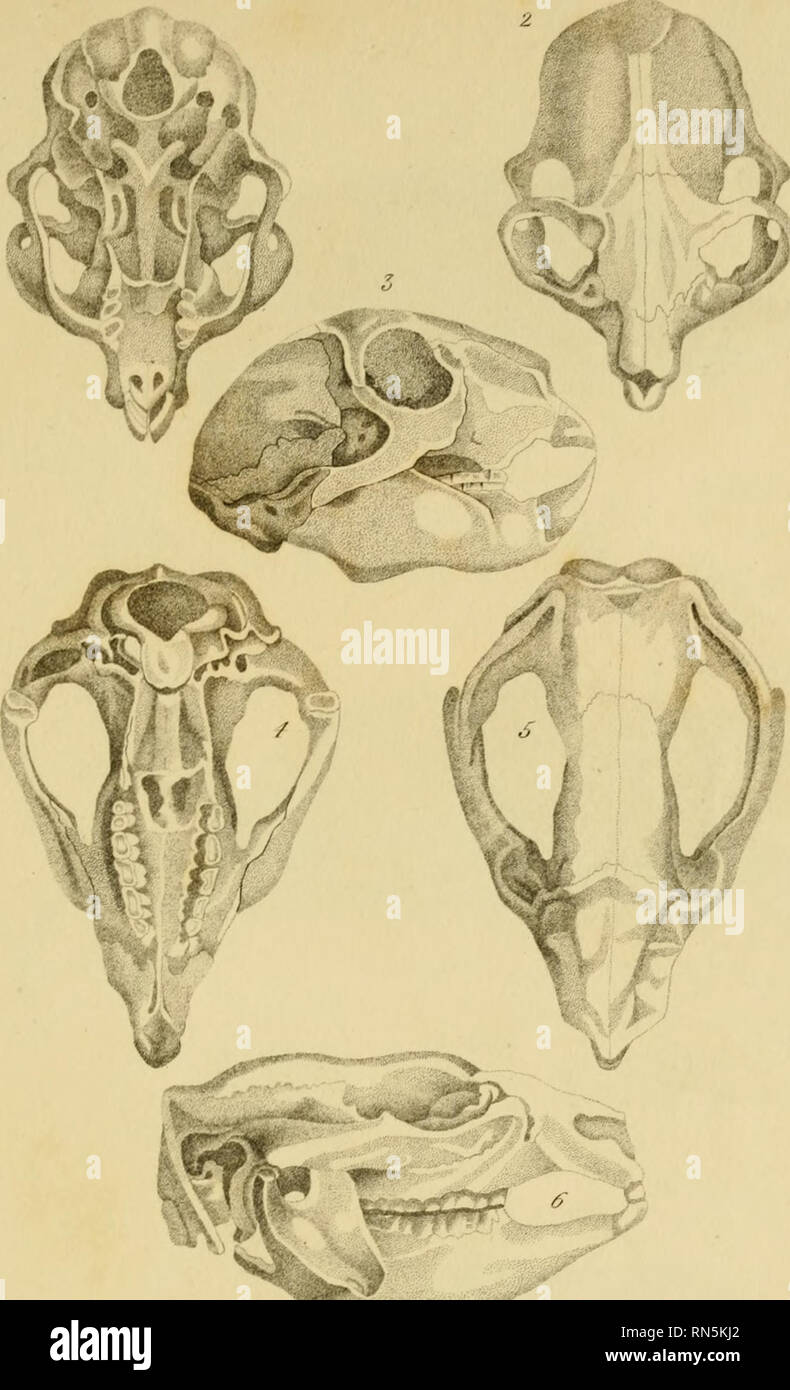 . The animal kingdom, arranged according to its organization, serving as a foundation for the natural history of animals : and an introduction to comparative anatomy (Vol. 1). Zoology. .y/iliiiia/ Ai/luc//7/ ? ^l/»MmuA„/)'2/. I a 5 //ir sA.ti//a/'f/iir ^^/yf-Wye (Chcii-OTm'S THacJa^asoarK'Ti.«i5y {n//irife itfus //k- inse / Me /^ 2. //i/ ^ir^ o. ?/ ^ 6^ i/ie sATt//o/'Me/fhm6a/('D{Avf^ IJrsina SIm» I'I,.,s.o|..,m,&gt; ur-sinus G-,.tr.C fti //irrr /?irus ? ^e Sase -/. /Ae /(//&gt; ^. Mr si&lt;^ i^ /./^'//f/on/•'//em/rrs»n 2 YVr//'lu/ev ?. Please note that these images are extracted from scan Stock Photo