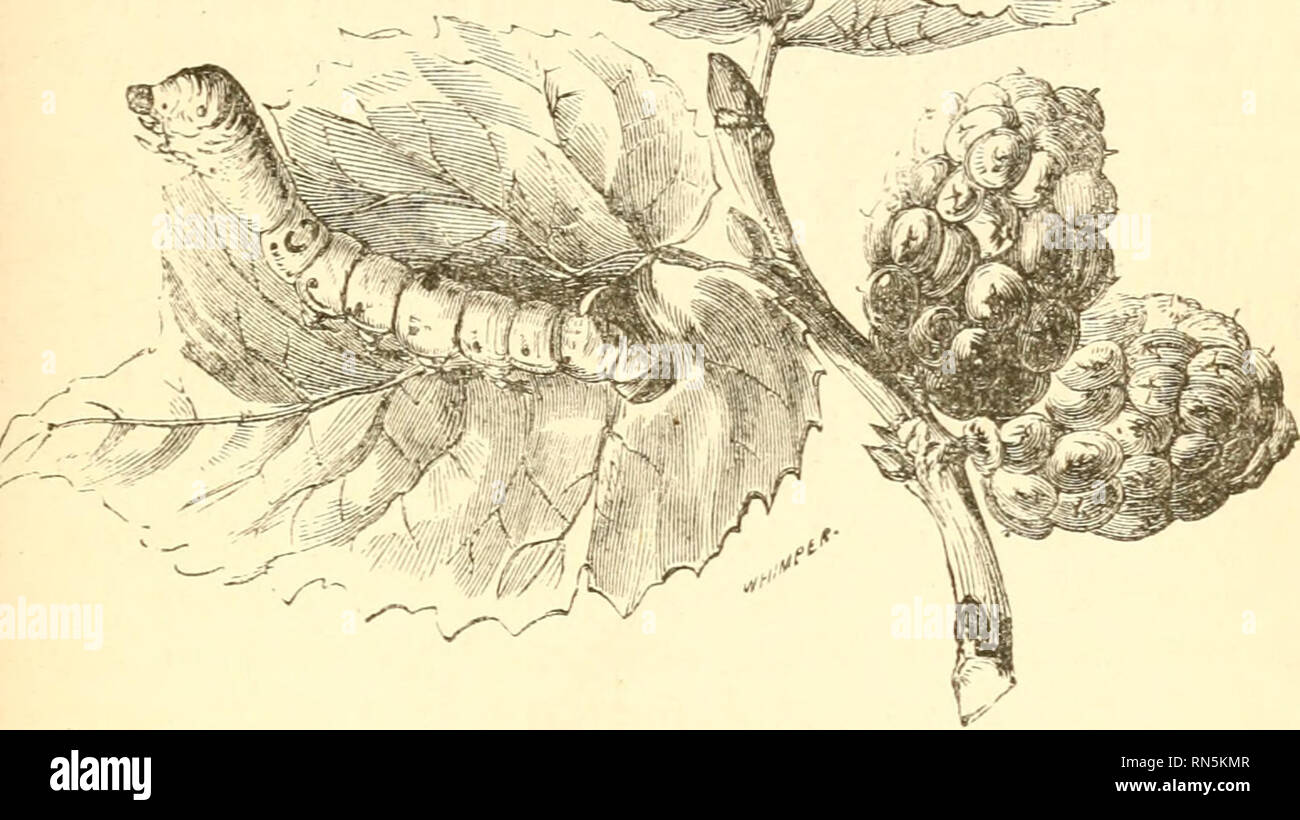 . The animal creation: a popular introduction to zoology. Zoology. LEPIDOPTERA, 163 This nest is formed of a single filament of silk wrapped around the animal, and its tui-ns are glued together by iT V a^. f-K Fig. 123.—silkworm on mulbeekt-leaf. a kind of gum. It is estimated that the length of the filament in an ordinary cocoon is nine hundred feet. The form of the cocoon is oval, and its colour either yellow or white.. Please note that these images are extracted from scanned page images that may have been digitally enhanced for readability - coloration and appearance of these illustrations  Stock Photo