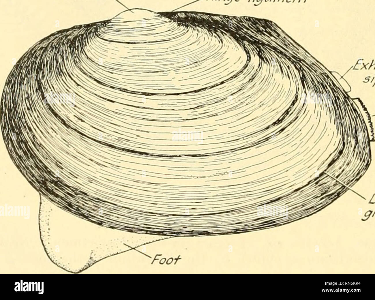 . Animal biology. Zoology; Biology. CHAPTER XXXVII FRESHWATER MUSSEL A