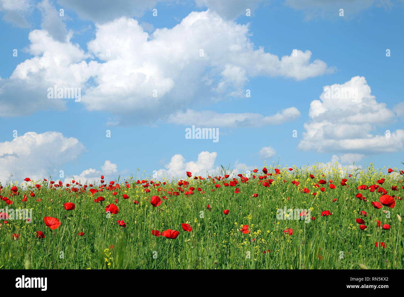 Poppies flower meadow and sky with clouds landscape Stock Photo - Alamy