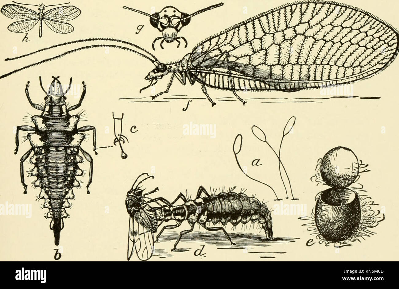 . Animal communities in temperate America : as illustrated in the Chicago region; a study in animal ecology. Animal ecology; Zoology -- Illinois Chicago. 300 Fig. 299.—A parasitic wasp depositing eggs in the body of a grain louse (after Washburn, Bull. 108, Fig. 16, p. 274). Fig. 300.—A louse killed by a parasite (after Washburn, loc. cit., Fig. 12, p. 276).. Fig. 301.—The life history of the golden-eyed lacewing (Chrysopa oculata): o, eggs; b, the larva—&quot;aphis-lion&quot;; c, foot of the larva; d, the larva seizing an aphid; e, the pupal cocoon; /, g, h, the adult; h, natural size (after  Stock Photo
