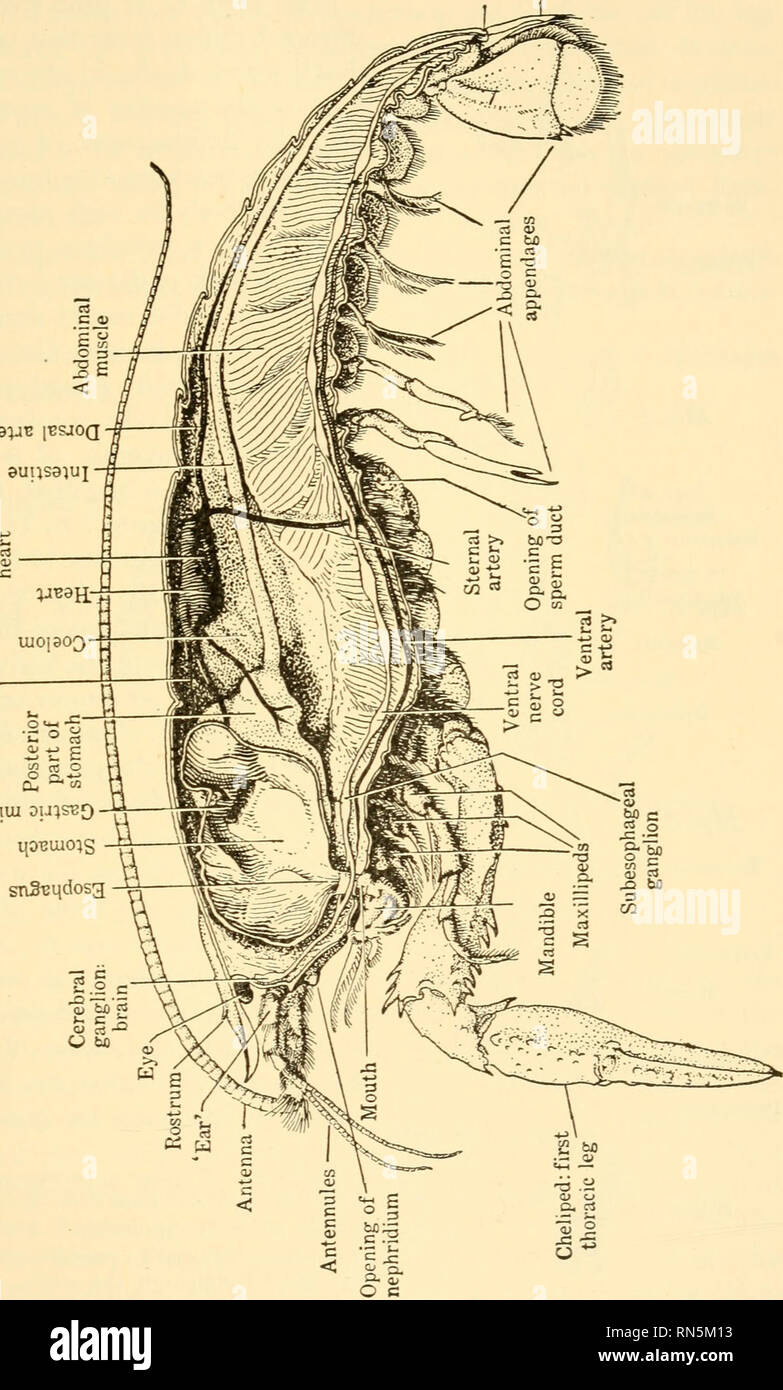 Crayfish Internal Anatomy Esophagus