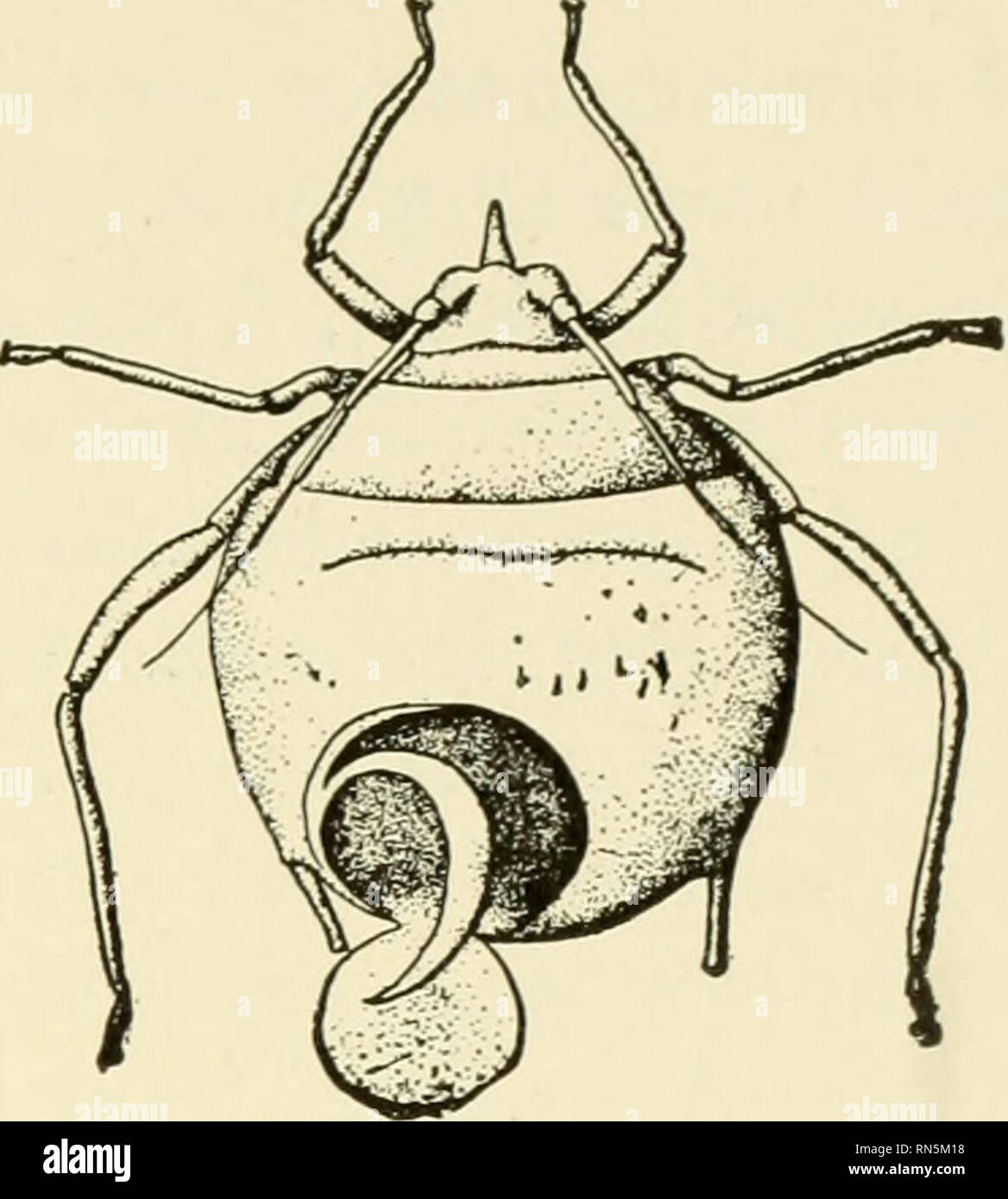 . Animal communities in temperate America : as illustrated in the Chicago region; a study in animal ecology. Animal ecology; Zoology -- Illinois Chicago. 300 Fig. 299.—A parasitic wasp depositing eggs in the body of a grain louse (after Washburn, Bull. 108, Fig. 16, p. 274). Fig. 300.—A louse killed by a parasite (after Washburn, loc. cit., Fig. 12, p. 276).. Please note that these images are extracted from scanned page images that may have been digitally enhanced for readability - coloration and appearance of these illustrations may not perfectly resemble the original work.. Shelford, Victor  Stock Photo