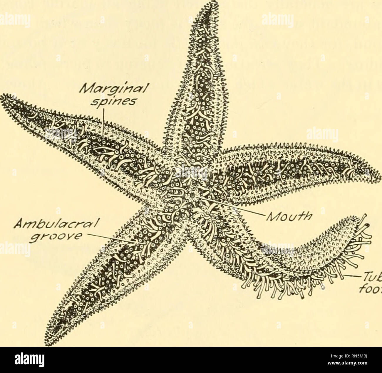 . Animal biology. Zoology; Biology. 192 METAZOAN PHYLA 222. External Appearance.—A typical starfish is an animal consisting of a disc from which arise five rays. The bases of these rays occupy the whole circumference of the disc, but they taper to blunt points at their tips. The upper, aboral surface (Fig. 101) is covered with spines, around the base of which are grouped very minute organs known as pedicellariae. When examined under the microscope a pedicellaria (Fig. 103 A) is seen to possess two jaws which differ somewhat in different types. These structures serve to rid the surface of the b Stock Photo