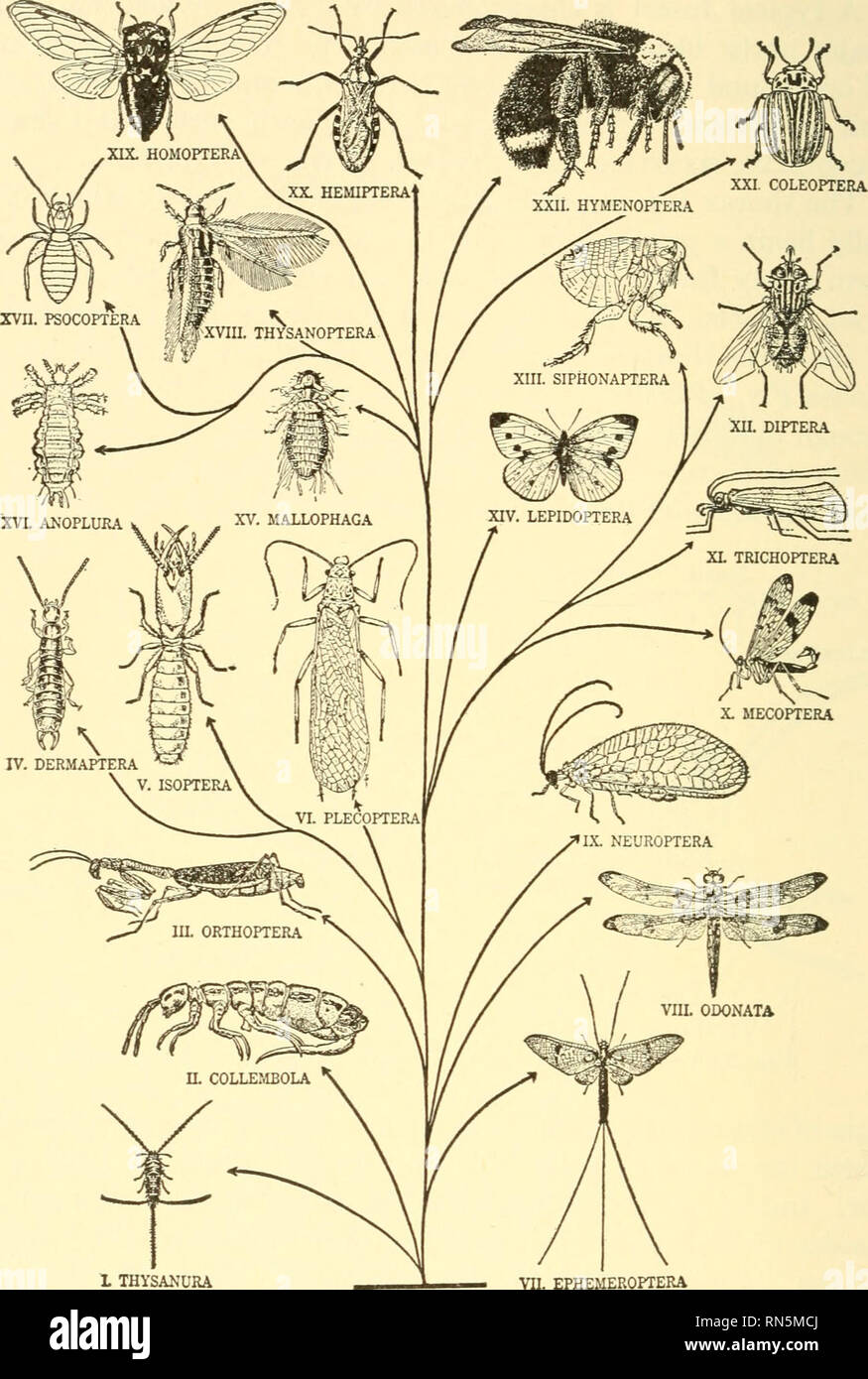 Animal biology. Biology; Zoology; Physiology. 94 ANIMAL BIOLOGY. L THYSANURA VII. EPHEMEROPTERA ANNELID-LIKE ANCESTOR Fig. 54B. — General relationships of the chief orders of the class Insecta. I, Silver-fish; II, Springtail; Animal biology. Biology; Zoology; Physiology. 94 ANIMAL BIOLOGY. L THYSANURA VII. EPHEMEROPTERA ANNELID-LIKE ANCESTOR Fig. 54B. — General relationships of the chief orders of the class Insecta. I, Silver-fish; II, Springtail;