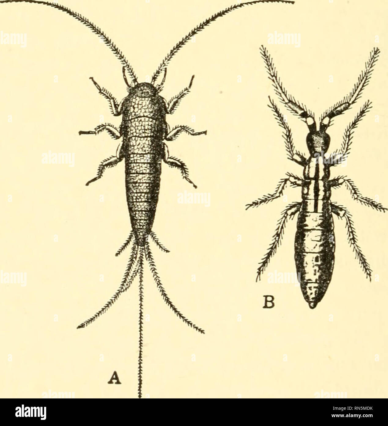 . Animal biology. Biology; Zoology; Physiology. B Fig. 52. — Myriapods. A, Centipede, Lilhobius forfwatus; B, Millipede Julus. (Modified, after Koch.). Fig. 53. — Primitive Insects. A, Silver-fish, Lepisma; B, Springtail, Podura. (From Parker and Haswell.) 92. Please note that these images are extracted from scanned page images that may have been digitally enhanced for readability - coloration and appearance of these illustrations may not perfectly resemble the original work.. Woodruff, Lorande Loss, 1879-1947. New York The Macmillan company Stock Photo